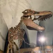 えるどらどの画像