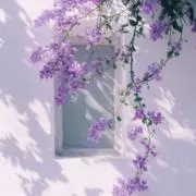 干し芋＊の画像