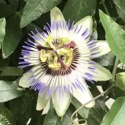 ハシビロ