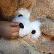 t.aの画像