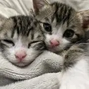 てららての画像