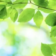 かっぱの画像