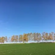 Shinosunの画像