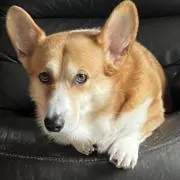 ともちっちの画像