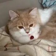 Mocaの画像