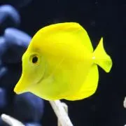pussuの画像