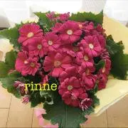 rinne*