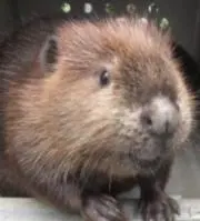 たかのはしの画像