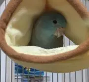 さくらい★断捨離中の画像
