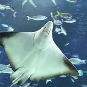 ぴぴの画像