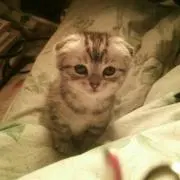 かしわ