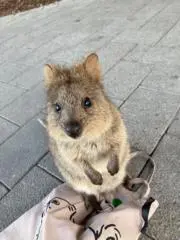 フーコー
