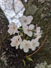 さくらの画像