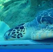 こまよしの画像