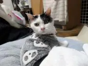 チョコバーの画像