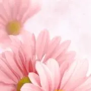 Ty 24時間発送の画像