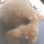 いぬ★の画像