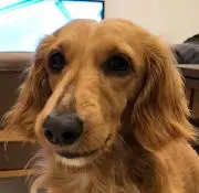 てんてん