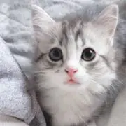 れおです