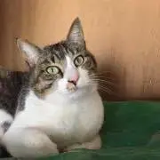 ちぃねこ⭐︎の画像