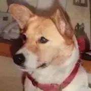 ラッキーの画像