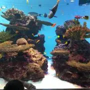 しゃむの画像