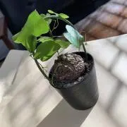 まさぁの画像