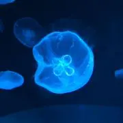 ほんかいの画像