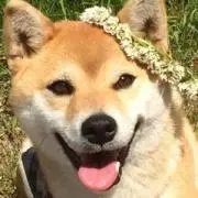 ゆきちの画像