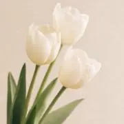 まちょの画像