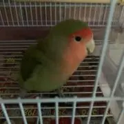 Image of ポポロ