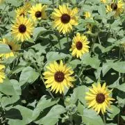 さつき❁﻿プロフ必読❁﻿値下げ中の画像