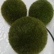 marimoの画像