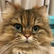 はなちゃんの画像
