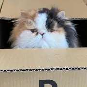 るるごまの画像