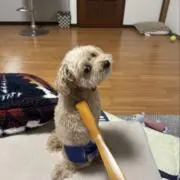 Y