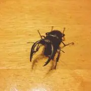 こじこじ