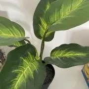 ヤシの木の画像