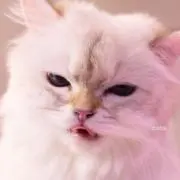 ダイアモンドの画像