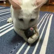黒ネズミの画像