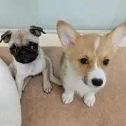 カエル   ☆プロフ必読！！！☆の画像