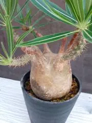 ニャーの画像
