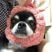小梅の画像