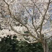 ａ.　〜大量断捨離中〜