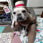 ボス