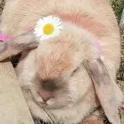 なんなひめ