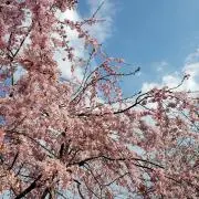 まおまおの画像