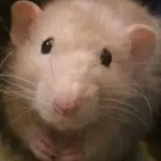 ♡さくら♡の画像
