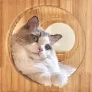 MIの画像