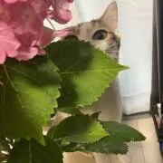 ほま